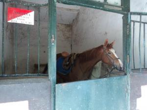 LE CHEVAL A L'HONNEUR  JUMENTERIE DE TIARET