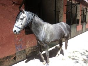LE CHEVAL A L'HONNEUR  JUMENTERIE DE TIARET