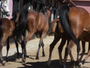 LE CHEVAL A L'HONNEUR  JUMENTERIE DE TIARET