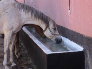 LE CHEVAL A L'HONNEUR  JUMENTERIE DE TIARET