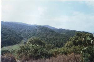 Fôret de Hammada- Béni-Belaïd