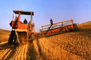 Faucigny, les moissons en 1957