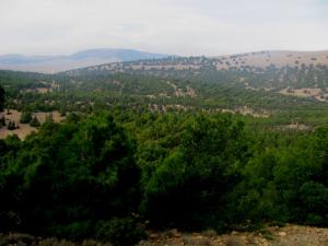 la V?g?tation de Lougurine Ouest de Salah Bey