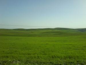 Champ Agricole ? Setif