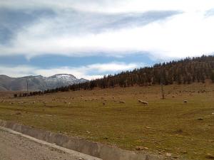 Borj El Assa Troupeau de Moutons