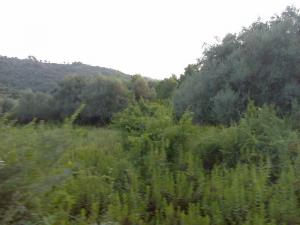 ouad el zhour skikda algerie mazar