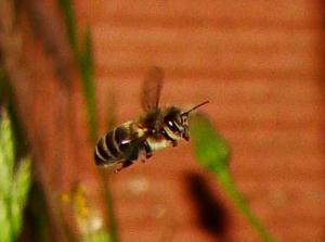 Abeille Tellienne - Apis mellifera ( Algérie )