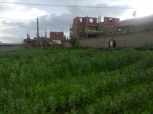 Champ de L?gumes ? Skikda