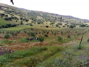 Champ Arboricole de Skikda