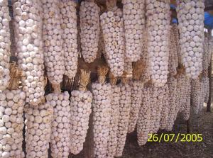 R?colte d'Ail ? El Harrouch