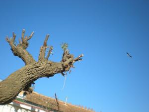 Cigogne survolant leFaubourg Thiers ? Sidi bel Abbes