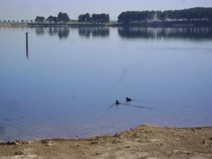 Canards dans la le Lac de Sidi Belabbes
