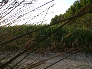 Pr?s du Lac de Sidi Mohamed Benali