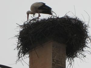 UNE CIGOGNE sur le Minaret de la Mosqu?e