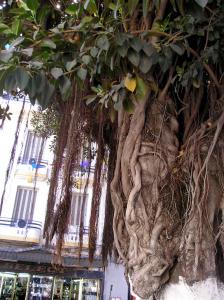 ANNABA Arbre sur la Cour de la R?volution