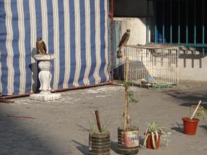 Faucons P?lerins - Annaba