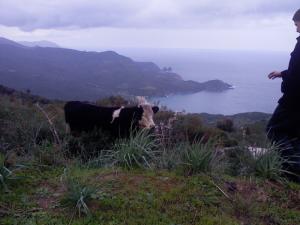 ANNABA venant de Seraidi