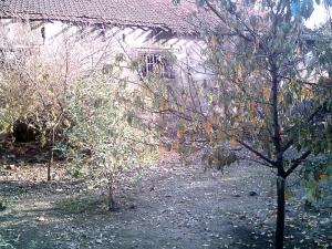 Jardin en hiver, El-Hadjar, Annaba