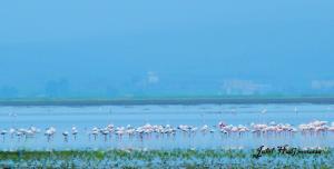 Flamants Roses - Lac Fetzara