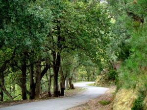 Vue de la For?t de l'Edough