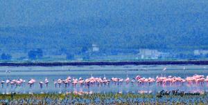 Flamants roses au Lac Fetzara