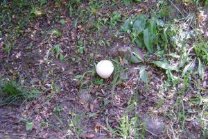 Champignon de Annaba