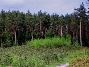 For?t de Annaba au Printemps