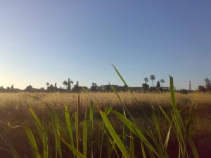 Champs de Bl? ? Annaba