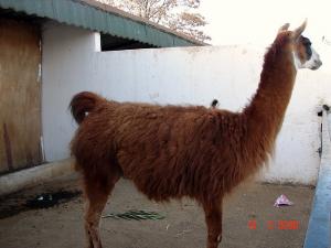Lama au Parc Zoologique de Setif