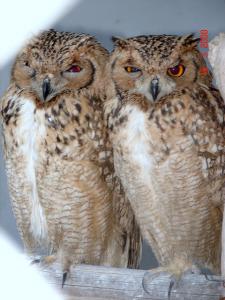 Couple de Hiboux au Zoo de Setif