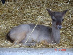 Jeune Cerf au Parc Zoologique de Setif