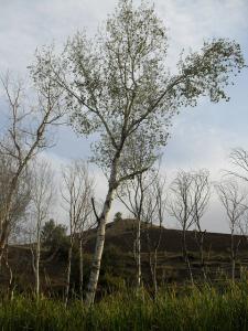 LAC AMOUCHA  / SETIF / ALGERIE