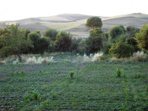 Champ Agricole à Ain Abessa (Setif)