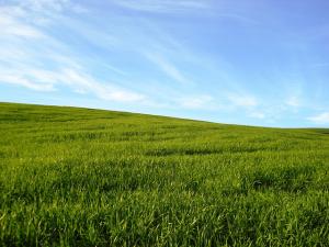 Prairie à Ain Abessa (Setif)