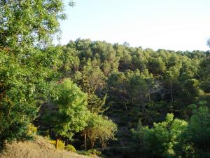 Forêt d'Ain Abessa Setif