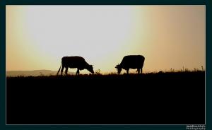 Vaches entrain de Paître