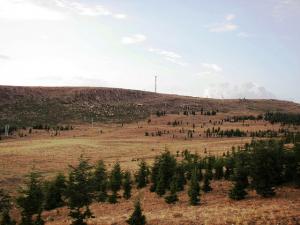 Prairie jaunie par le Soleil d'été