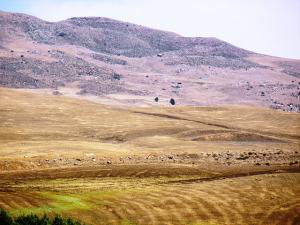 Champ de Blé après la Récolte