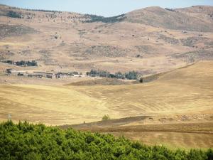 Champ de Blé après la Récolte