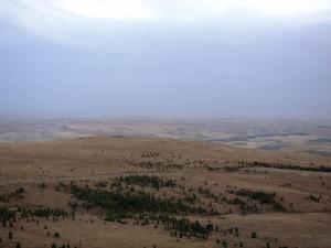 Champ de Blé après la Récolte