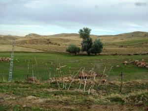 Pâturages de Sétif
