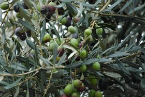 Olives