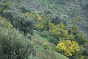 Sur la Route de Montagne