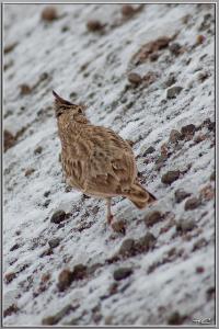 Snow Bird ( Cochevis Huppé)