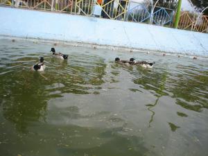 Mare au Canards