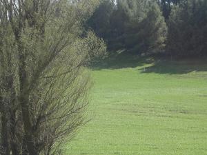 Verdure de Sétif