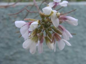 Échantillon de Fleurs de la Région de Sétif