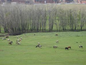 Pâturage au Nord de Sétif