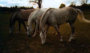 Chevaux dans les Près de Sétif
