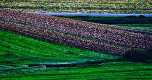 Champ Labouré à Azzaba